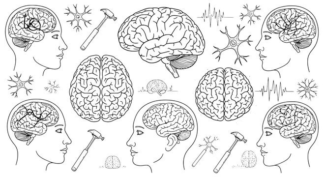 Brain human anatomy set with detailed illustrations of human heads, neurons, and hammers for educational or medical purposes with line art style