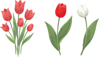 Obraz premium Watercolor Tulip Flower Set with Red and White Blossoms, Botanical Floral Collection Vector Illustration for Spring, Garden, Wedding, and Decorative Design