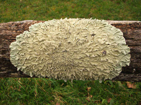 Mancha de moho o hongo blanca en la madera de una valla o barandilla de madera