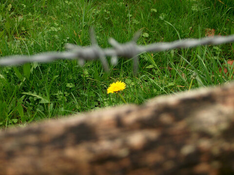 Una flor amarilla en el cesped entre la madera y el alambre de la verja