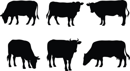 Cow silhouettes collection showing different poses of grazing and standing cattle © Masum