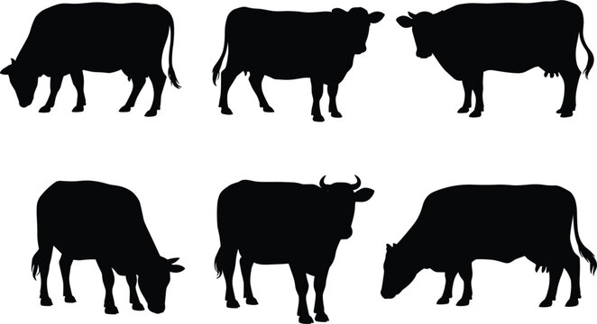 Cow silhouettes collection showing different poses of grazing and standing cattle