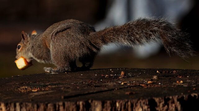 squirrel getaway