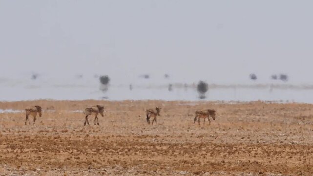 Fata Morgana - zebras walking to water illusion in hot shimmering air 9