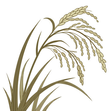 Vector illustration of a rice plant with long leaves and grain stalks