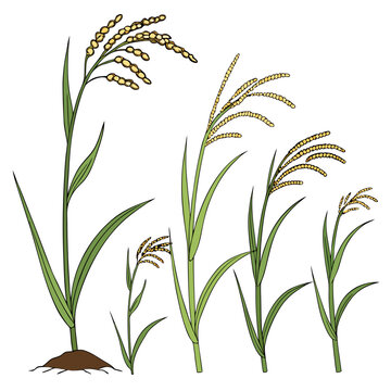 Illustration of various rice plants with green leaves and brown grains
