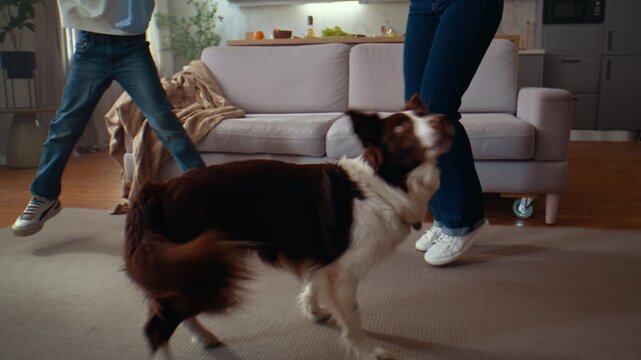 Dog spins while boy and mother jump actively dancing at home