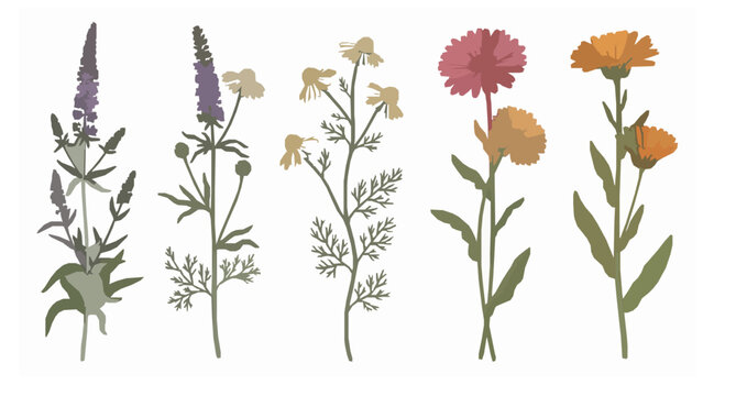 Botanical vertical wildflower vector collection with herbaceous plants chamomile gerbera and calendula branches isolated on white