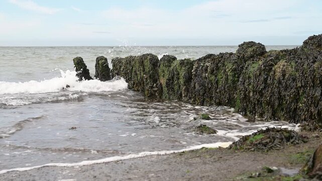 North sea coast, rocks covered with brown algae, low tide, seaweed or kelp grows on rocky coasts, tidal flats, marine region, ecosystem, habitat for organisms