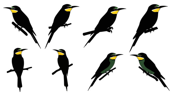 Collection of eight black bee eater birds with yellow throats perched on thin branches isolated on a white background showcasing different poses and angles for design elements