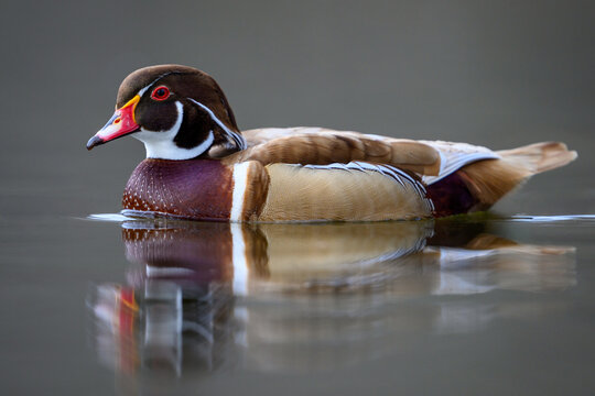 Wood duck (Aix sponsa)