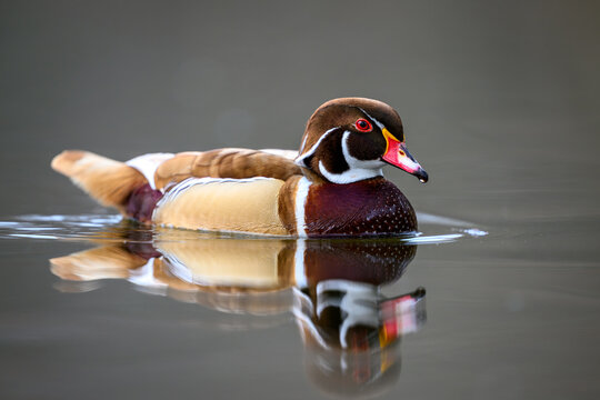 Wood duck (Aix sponsa)