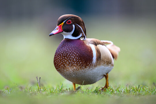 Wood duck (Aix sponsa)