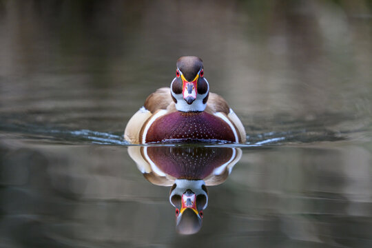 Wood duck (Aix sponsa)