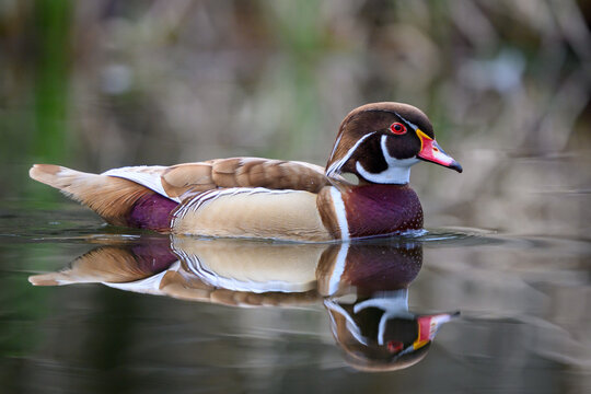 Wood duck (Aix sponsa)