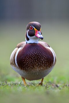 Wood duck (Aix sponsa)