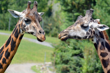 The giraffe (Giraffa camelopardalis) is an African even-toed ungulate mammal, the tallest of all extant land-living animal species, and the largest ruminant. © Daniel Meunier
