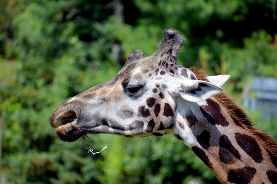 The giraffe (Giraffa camelopardalis) is an African even-toed ungulate mammal, the tallest of all extant land-living animal species, and the largest ruminant.