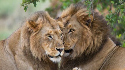 Obraz premium Two adult male lions nuzzling closely in shaded savanna bushland