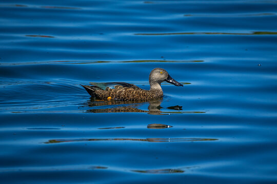 An African black duck (Anas sparsa) swimming in a lake