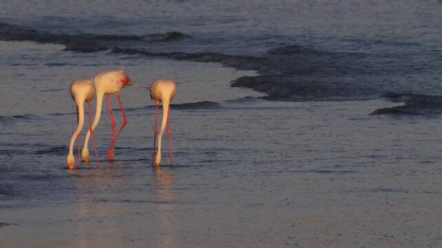 3 flamingos at the beach searching the agitated sand for food with their beaks 783 
