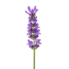 Obraz premium Purple lavender flower spike with buds isolated on transparent background