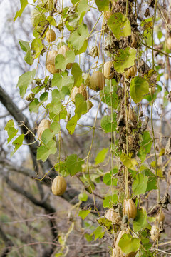 Chayote plant (Sechium edule) also known as christophine, mirliton, guisquil, and choko, is an edible plant belonging to the gourd family, Cucurbitaceae.