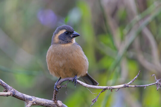 Male golden-billed saltator (Saltator aurantiirostris) perched on a branch.