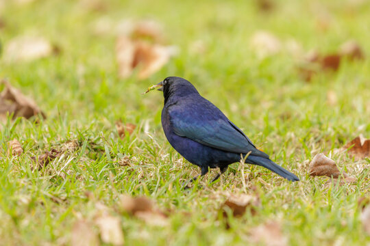Male Shiny Cowbird (Molothrus bonariensis) walking on the grass.
