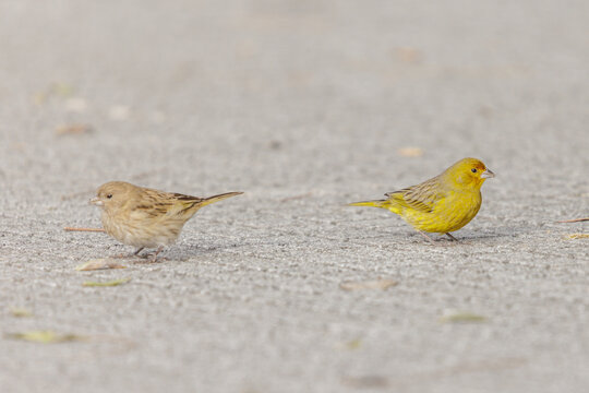 A pair of Saffron Finch (Sicalis flaveola) in a square in Buenos Aires.