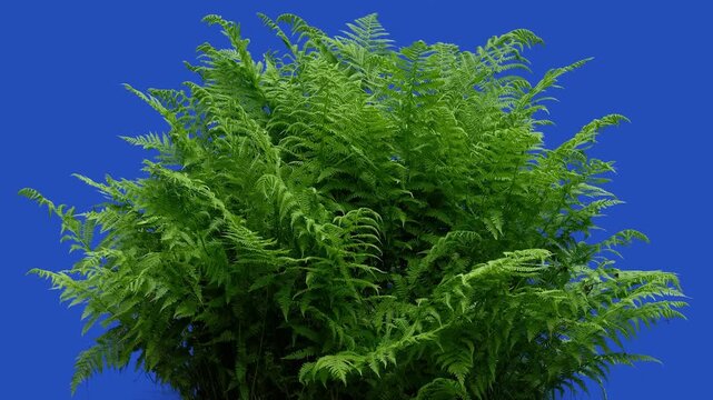 Lush green lady fern foliage isolated on blue background.