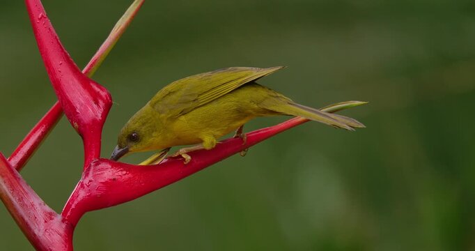 Two Olive-green tanager (Orthogonys chloricterus) drinking nectar from a heliconia flower in atlantic rain forest Brazil 