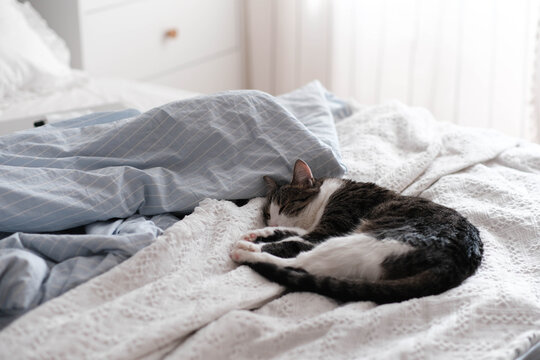 A cozy scene: a tabby-and-white cat sleeps peacefully on a textured white blanket, curled up in a ball. A light blue pillow adds a soft touch to the serene bedroom setting. pet themes.