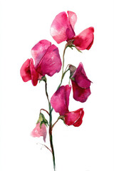 Fototapeta premium Elegant Watercolor Illustration of Pink Sweet Pea Flowers Isolated on White Background featuring Delicate Petal Textures Artistic Brush Strokes and Botanical Details for Wedding Invitation Design
