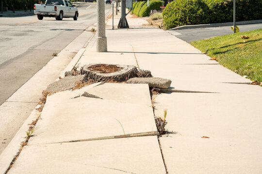 Damaged sidewalk with tree stump and cracked concrete slabs