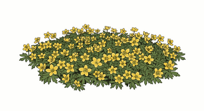 A dense cluster of small yellow flowers with dark green, lobed leaves