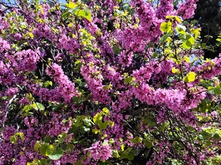 Obraz premium Judas tree: a species of flowering plant, its botanical name is Cercis siliquastrum.