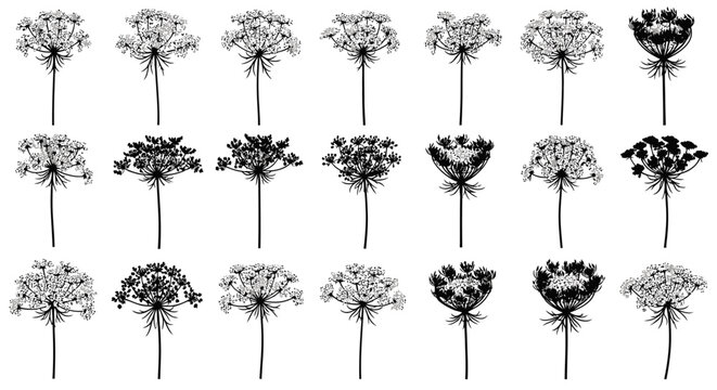 Collection of delicate wild carrot flower umbel silhouettes in black and white showcasing intricate patterns and organic forms for graphic design and botanical illustrations