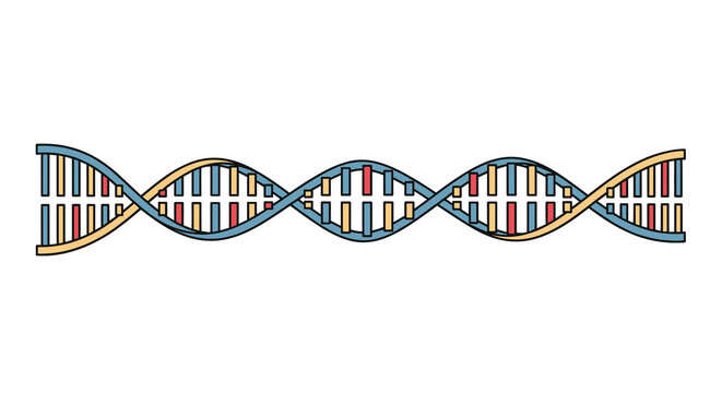Scientific representation of a DNA double helix structure with colorful base pairs in a flat horizontal graphic illustration for genetics.