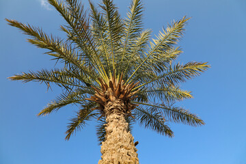 Obraz premium Palm tree under clear blue sky with soft clouds reflecting natural beauty and peaceful atmosphere in Oman landscape. Oman - April 7 2026
