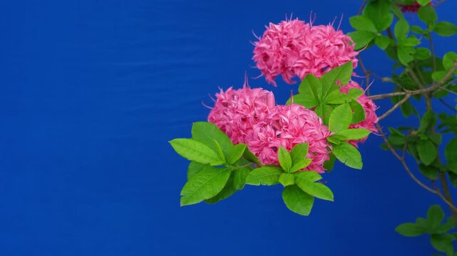 Stunning pink azalea homebush flowers blooming on bright blue background