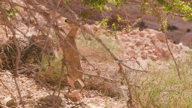 Nubian Ibex trying to eat leaves of a tree at Ein Gedi National Park, Israel
