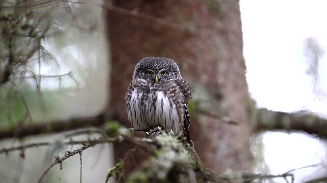 Eurasian pygmy owl (Glaucidium passerinum) in its natural environment