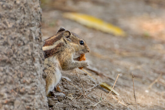 Indian palm squirrel or three-striped palm squirrel (Funambulus palmarum) eating biscuit in a park. Kolkata, West Bengal, India
