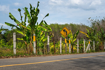 Ein gelb-schwarzes Verkehrszeichen auf Phuket warnt vor einer gefährlichen Linkskurve  auf dem Verkehrsschild erkennt man Einschusslöcher © michoff