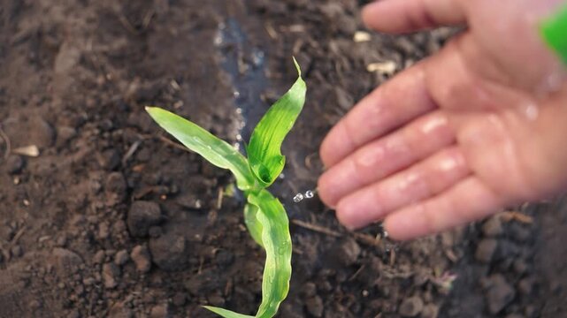 The farmer works in the irrigation corn passionate about farm agriculture. agriculture a business concept. The hand sprout is watering on the corn. hand farmer watering green corn sprout irrigation