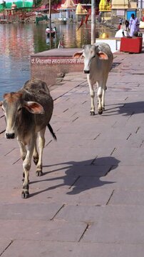 Two Cows walking at Shipra Ghat Riverside Scene in Ujjain India