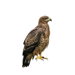 Fototapeta premium Majestic brown eagle perched alert against solid black background