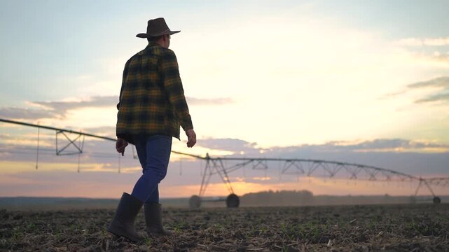 irrigation. The farmer walk silhouette of a corn field stands out against the horizon. agriculture irrigation concept. The irrigation corn field is being watered. farmer business in field with corn