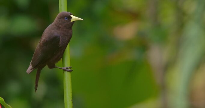 Red-rumped Cacique (Cacicus haemorrhous) Perching on Green Stem in Tropical Forest